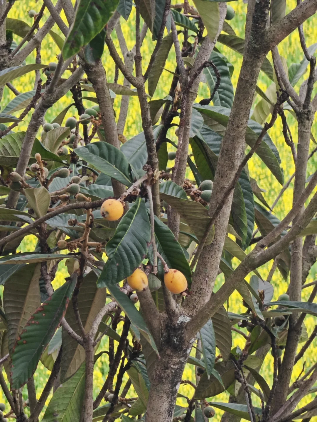 开始结枇杷了～