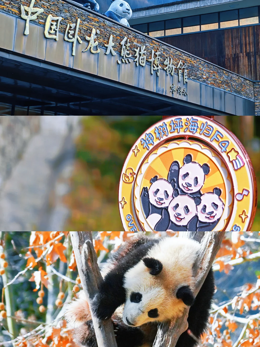 卧龙熊猫F4见面会🐼限定奖牌到手！治愈到哭