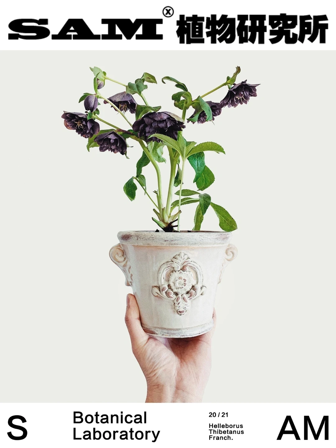 圣诞玫瑰｜Helleborus Thibetanus Franch.