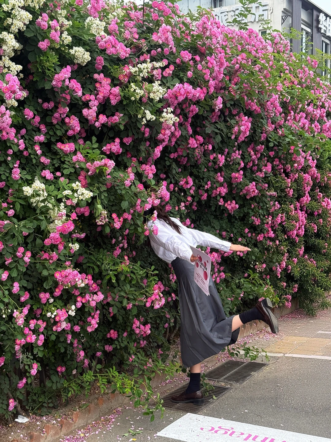 5.1实拍❗️‘’承包‘’朗园Vintage蔷薇花墙