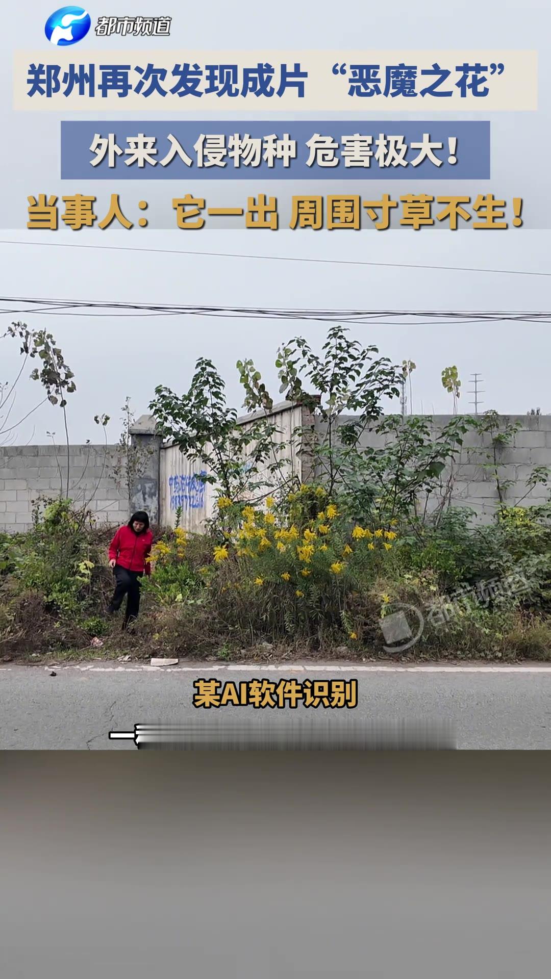 河南郑州，一位送货的师傅在路边撞见一片开黄花的草，密密麻麻几百株，他掏出手机一识别，后背发凉——加拿大一枝黄花。这玩意儿在不少老把式嘴里有个更狠的叫法：恶魔之花。

（信息来源：都市报道，10月24日）

发现它的过程挺偶然。前两天郑州冷得厉害，师傅是去给客人送衣服，路过一片空地，瞅见这黄花成片开得
