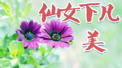 林心如仙女