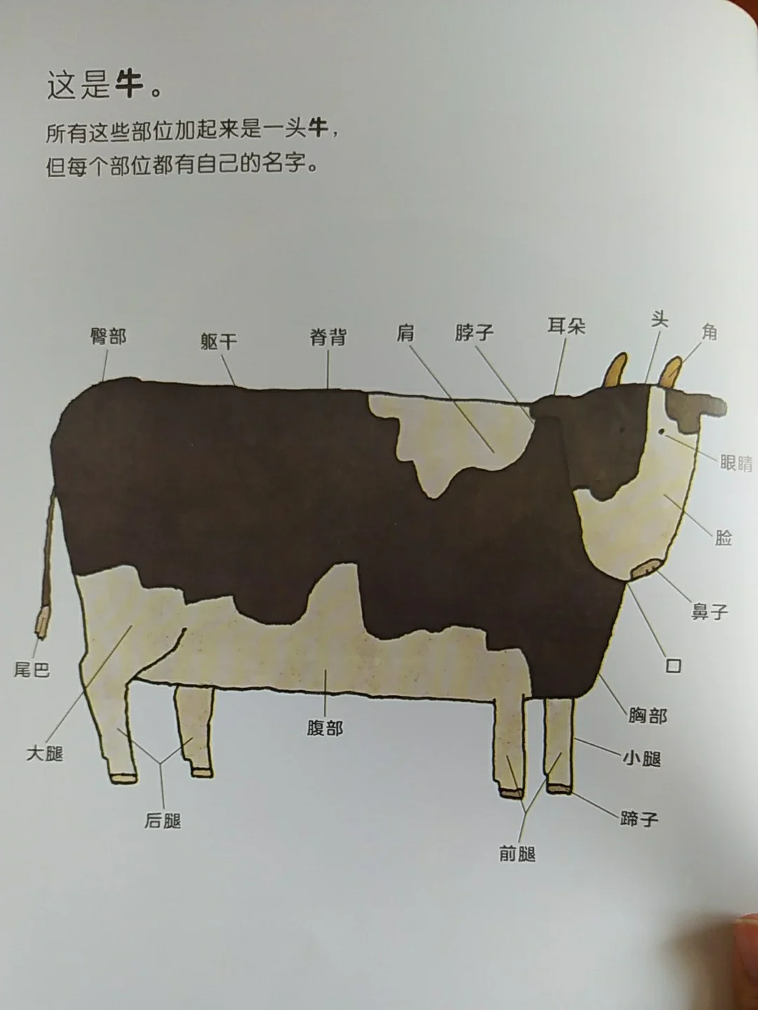 每次吃的肉🥩长在动物哪个部位？