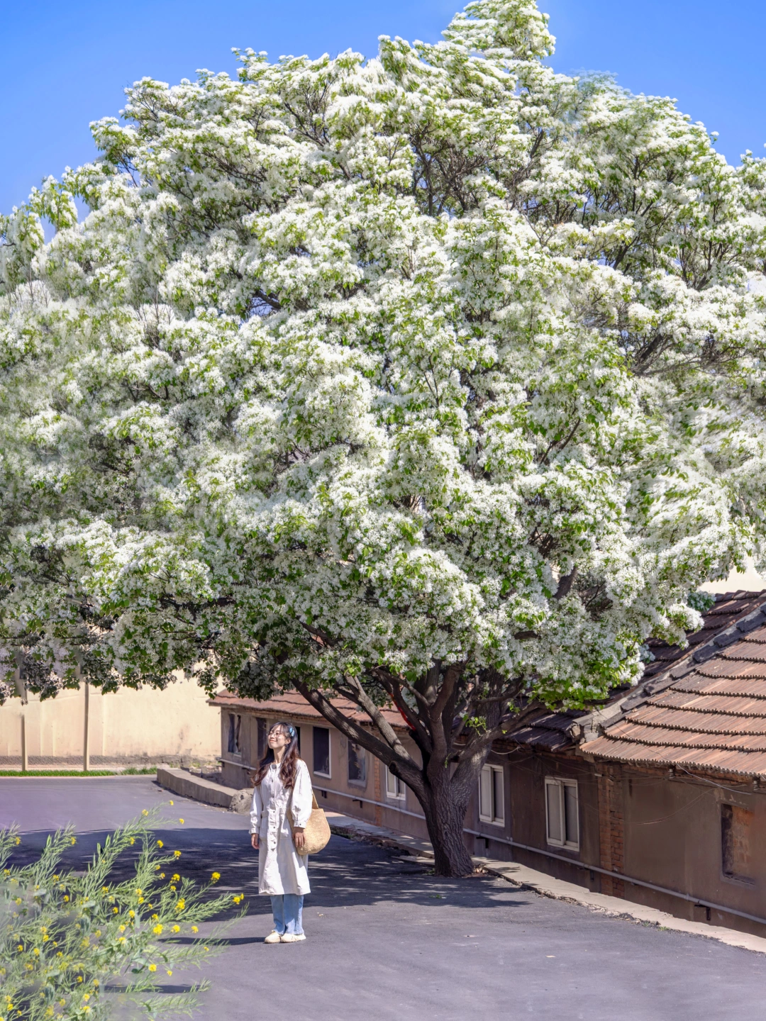 青岛的春天，是全城一树一树的花开🌸