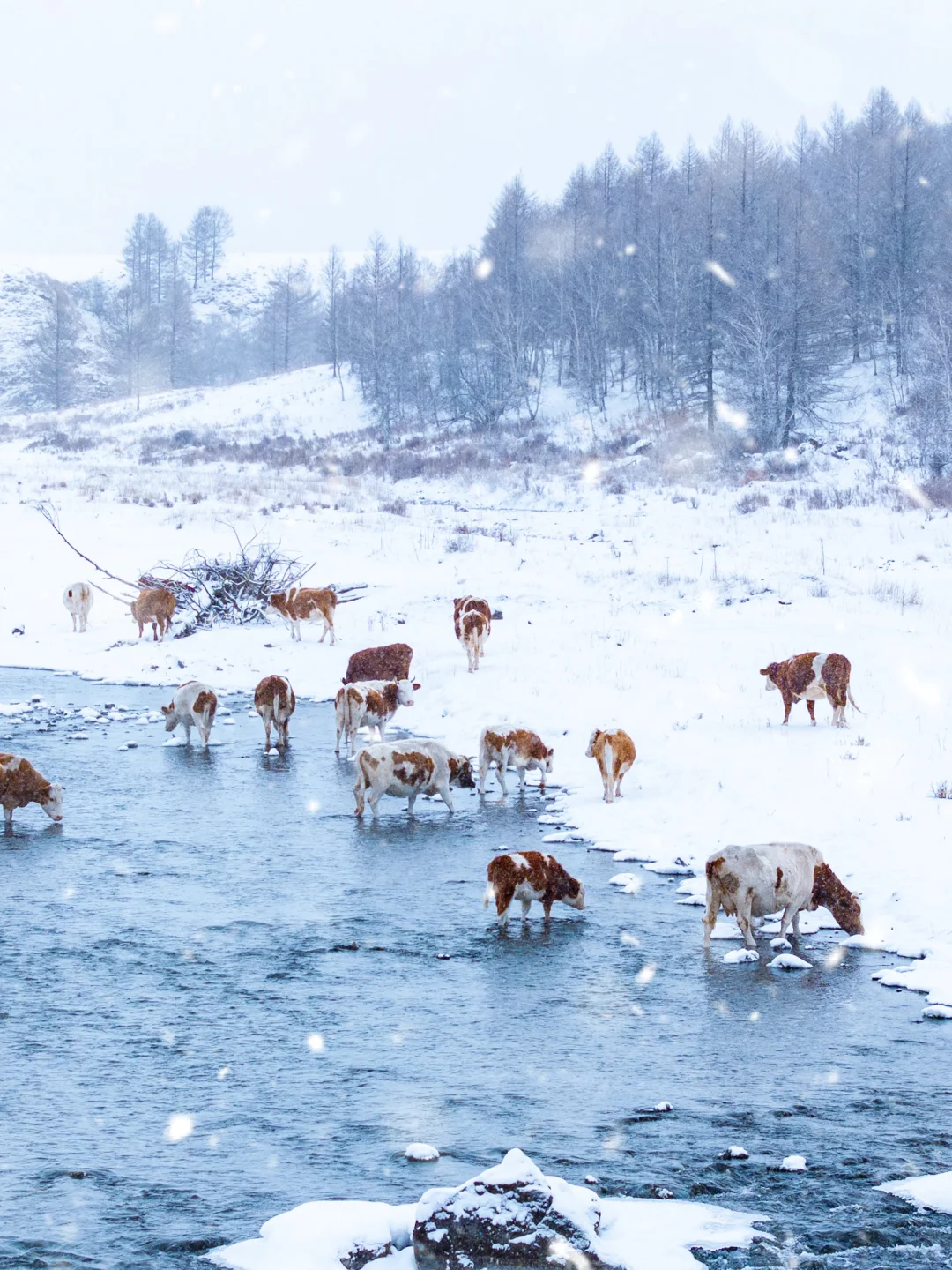 Neimeng🧷的冬天，看到了呼伦贝尔的浪漫