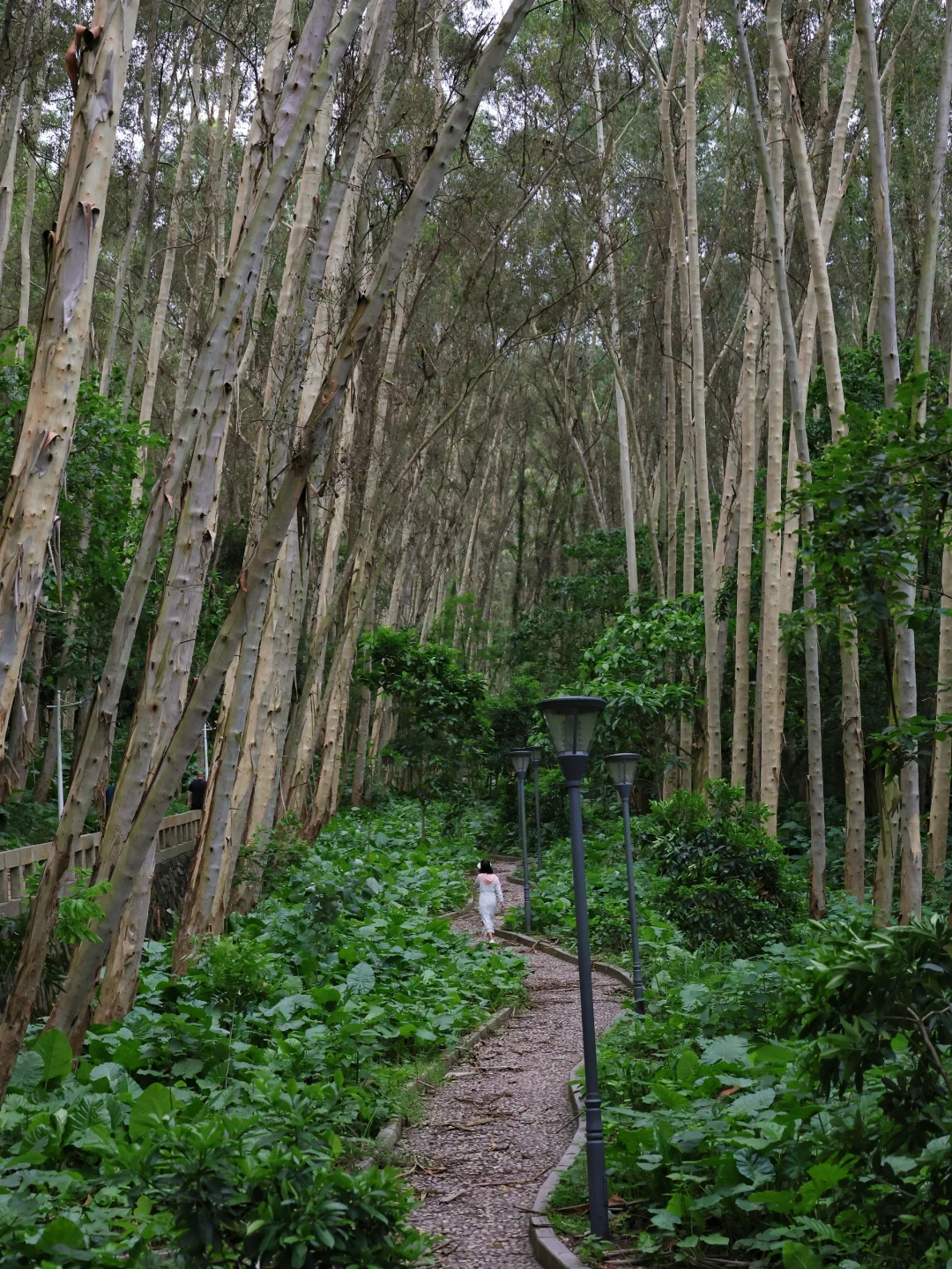 广州白云免费宝藏公园 森林徒步玩法攻略