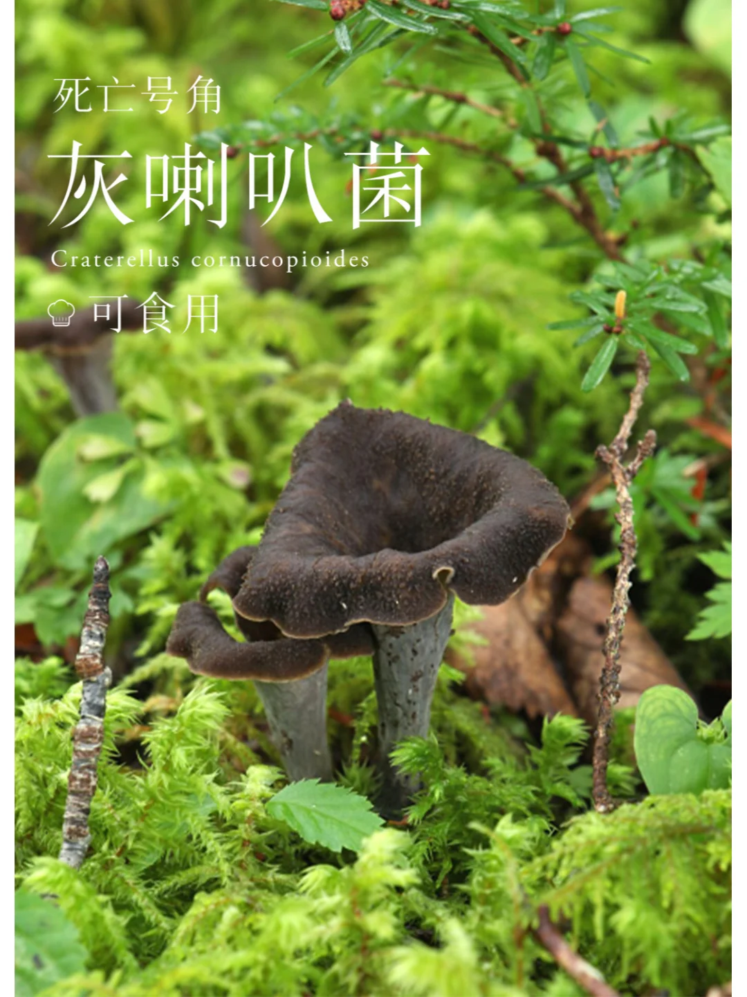 死亡号角不死亡，味道还超级鲜美