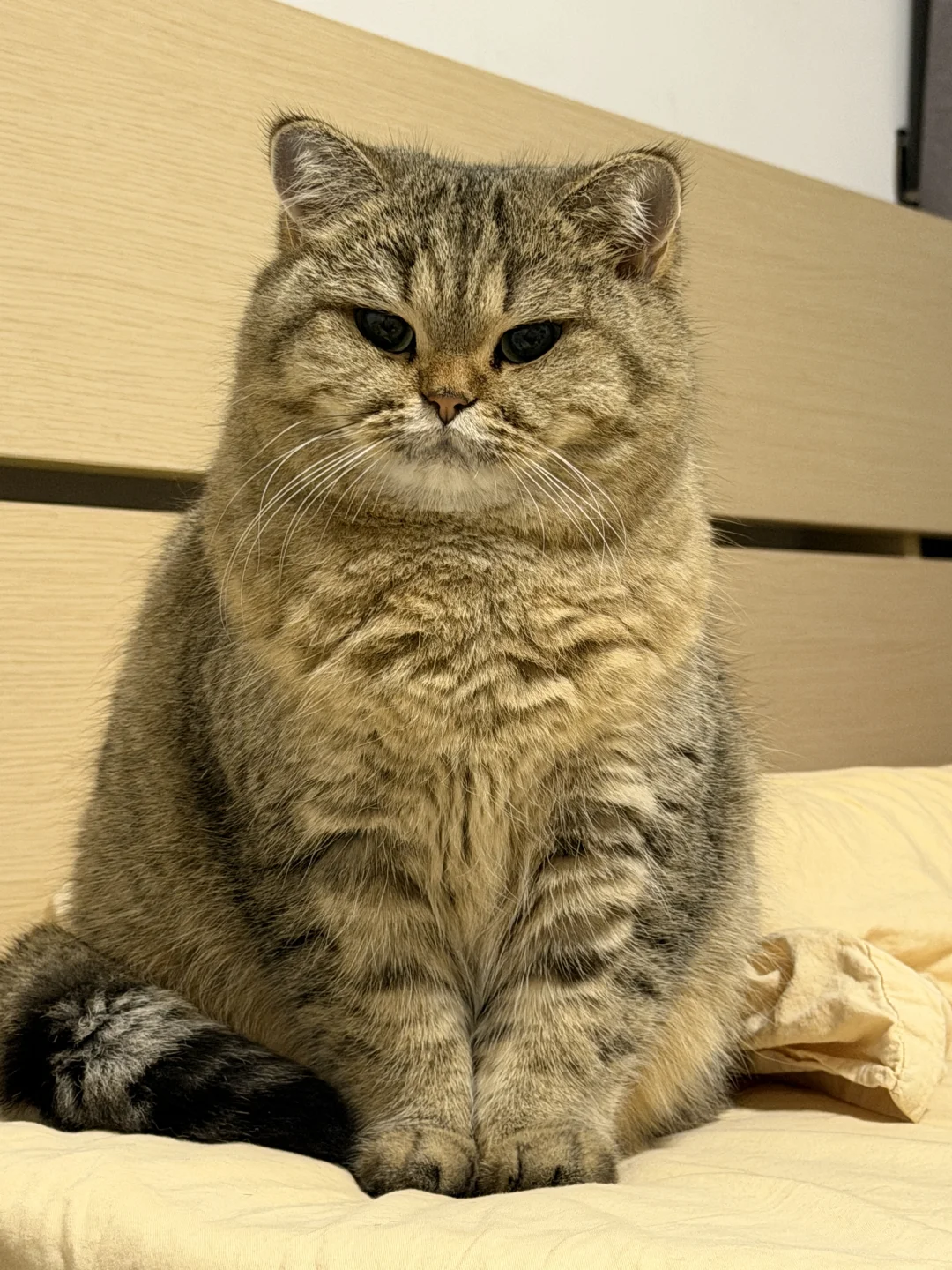 小猫真的没怀孕，只是爆毛