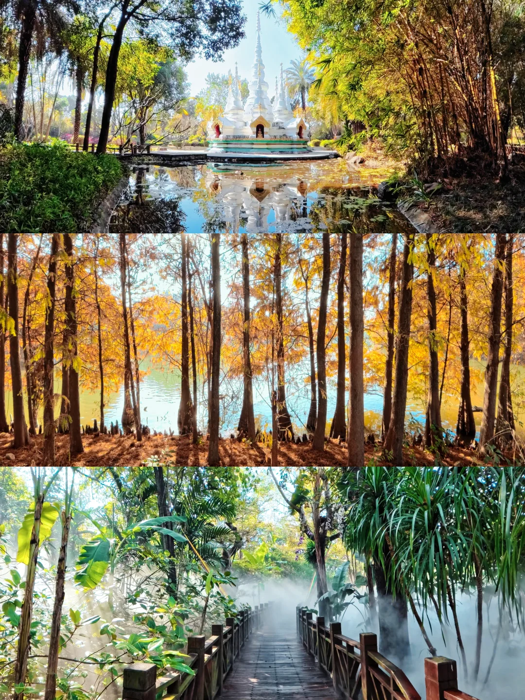 拜托，全景装下整个森林真的超酷！