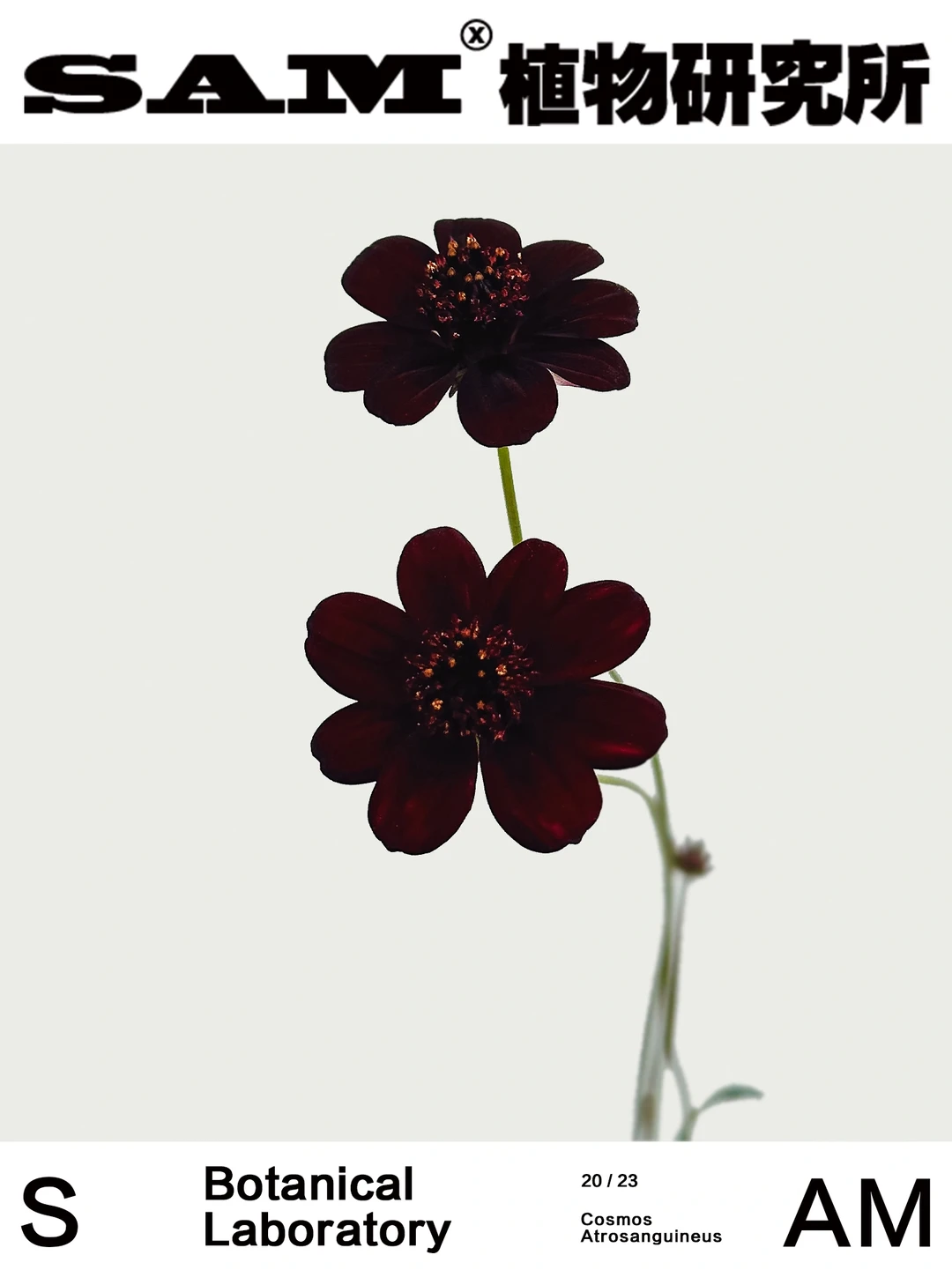 巧克力秋英 | Cosmos Atrosanguineus