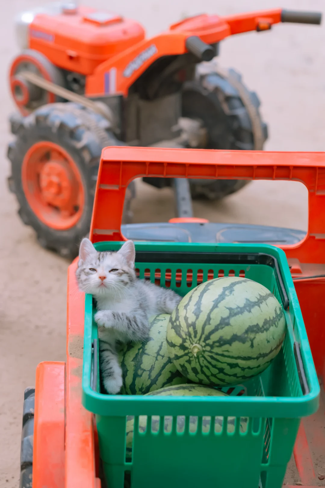 小猫看瓜，竟在瓜旁打起盹来