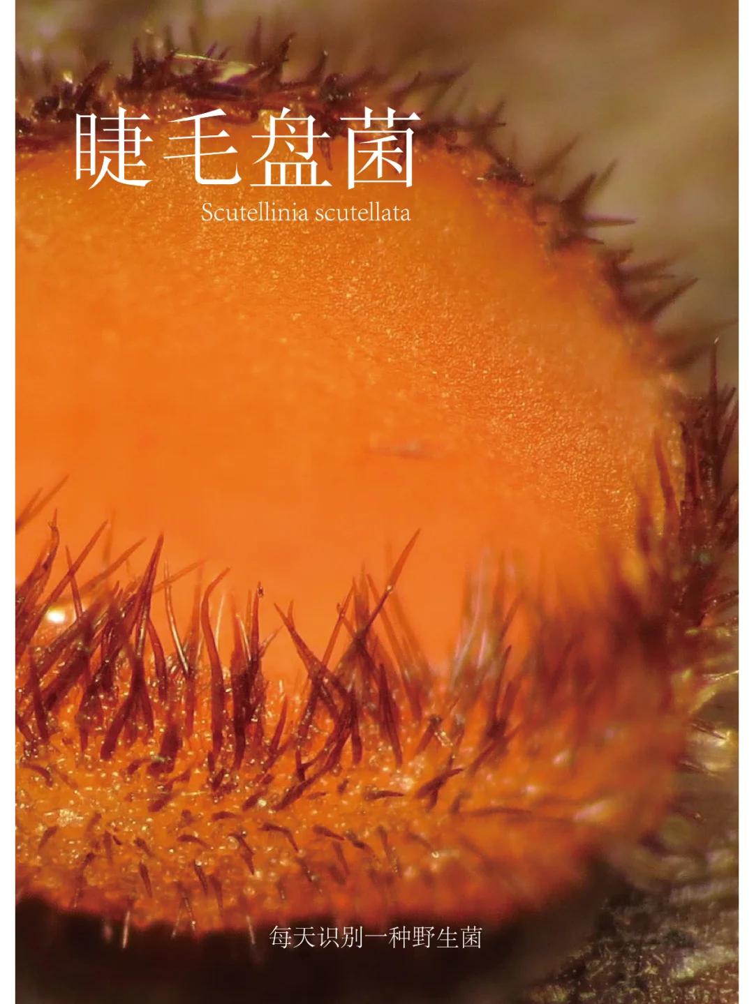 睫毛盘菌，睫毛根根分明