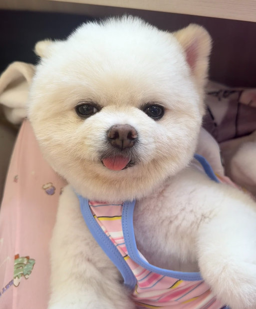 孟子义wink和巧克力wink，太棒啦！巧克力[流鼻血] ​ ​​​