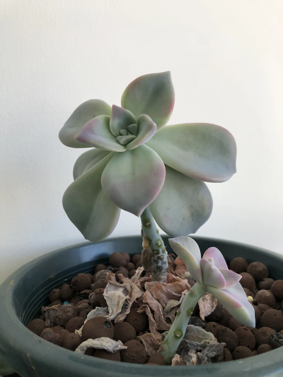 多肉养护 多肉不是肉