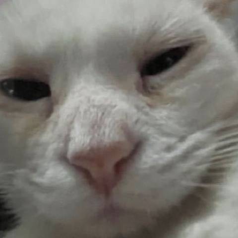 其实我也不是很丑吧喵