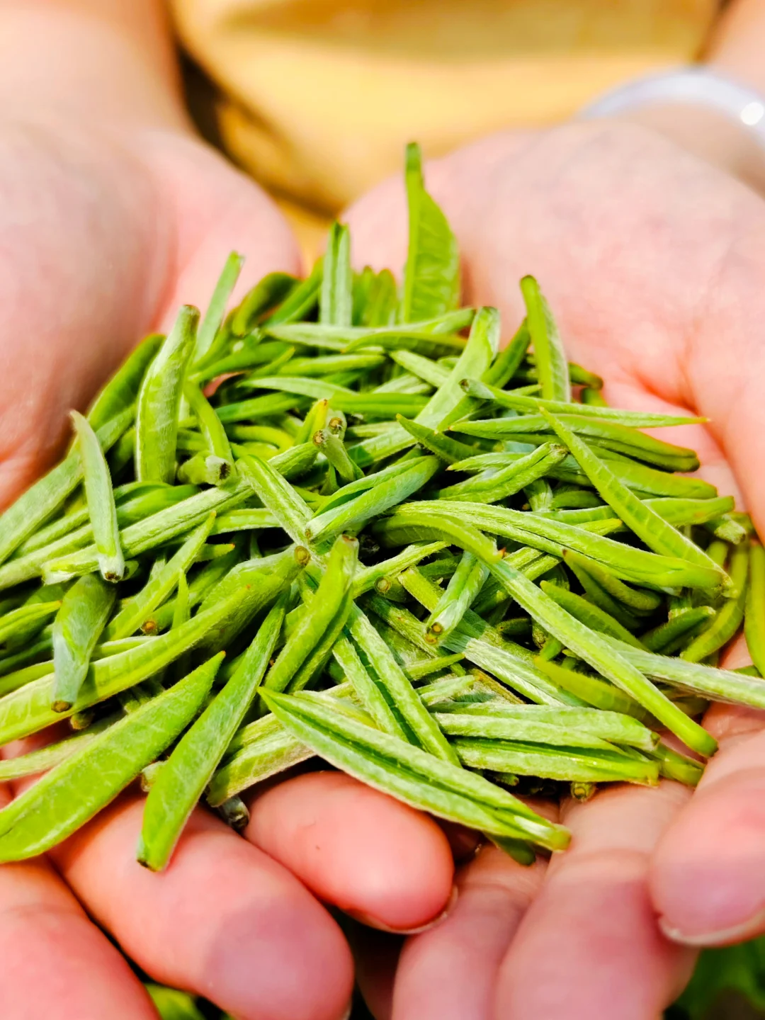 你们猜猜，要多少个单芽才能做一斤金豪？