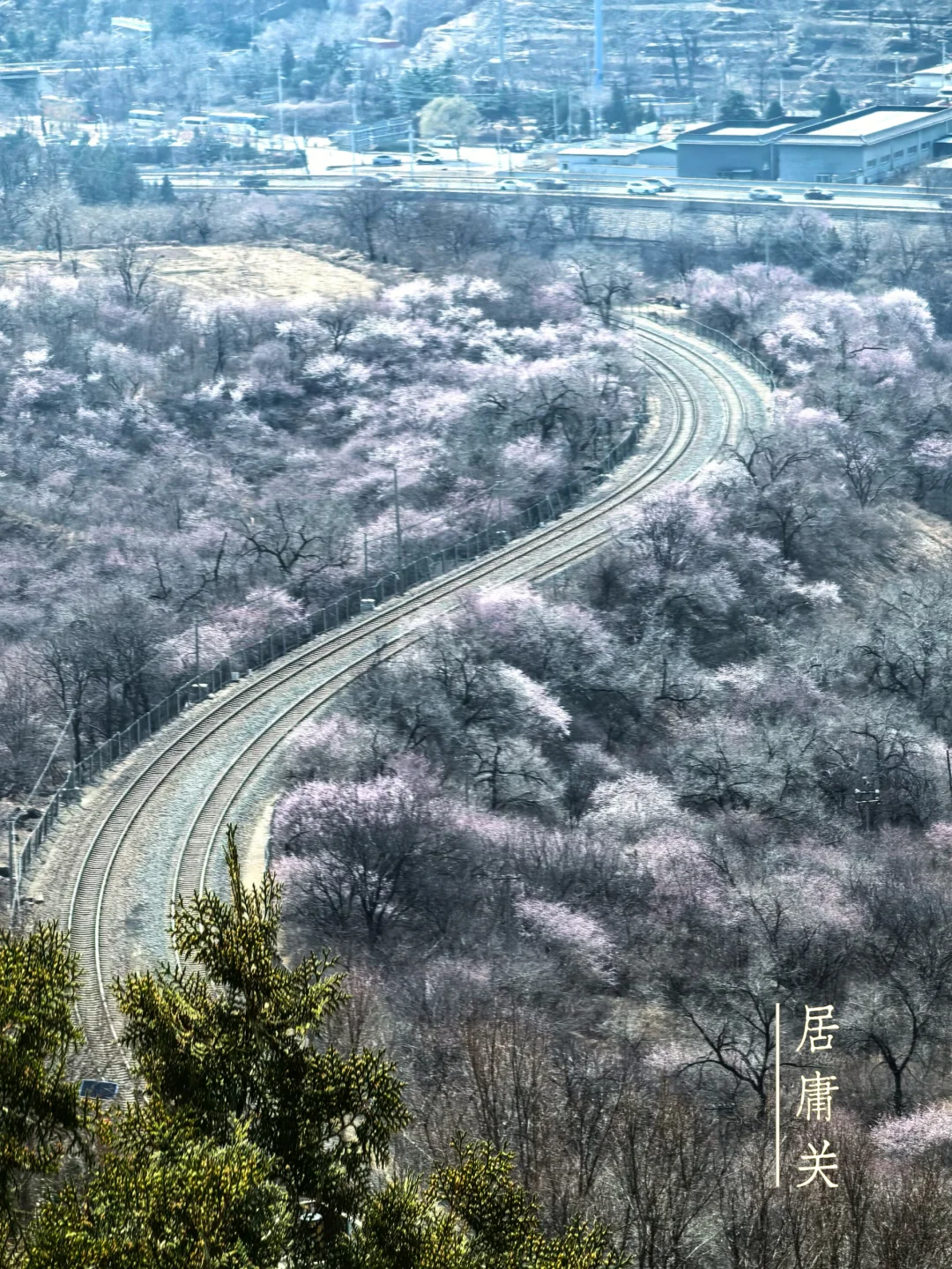3.21，北京郊区13处花开实况