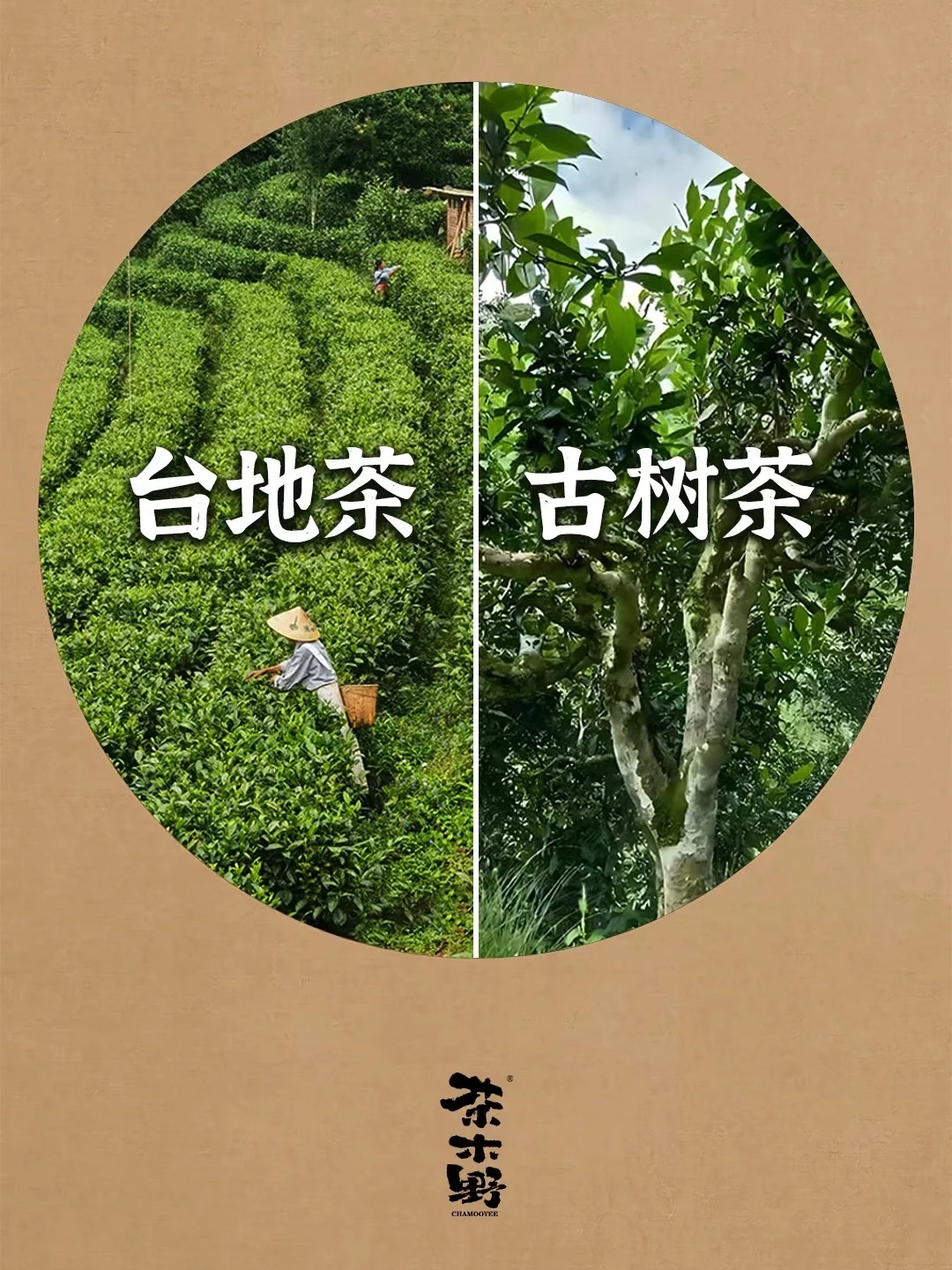 一文看懂普洱茶古树茶和台地茶的不同