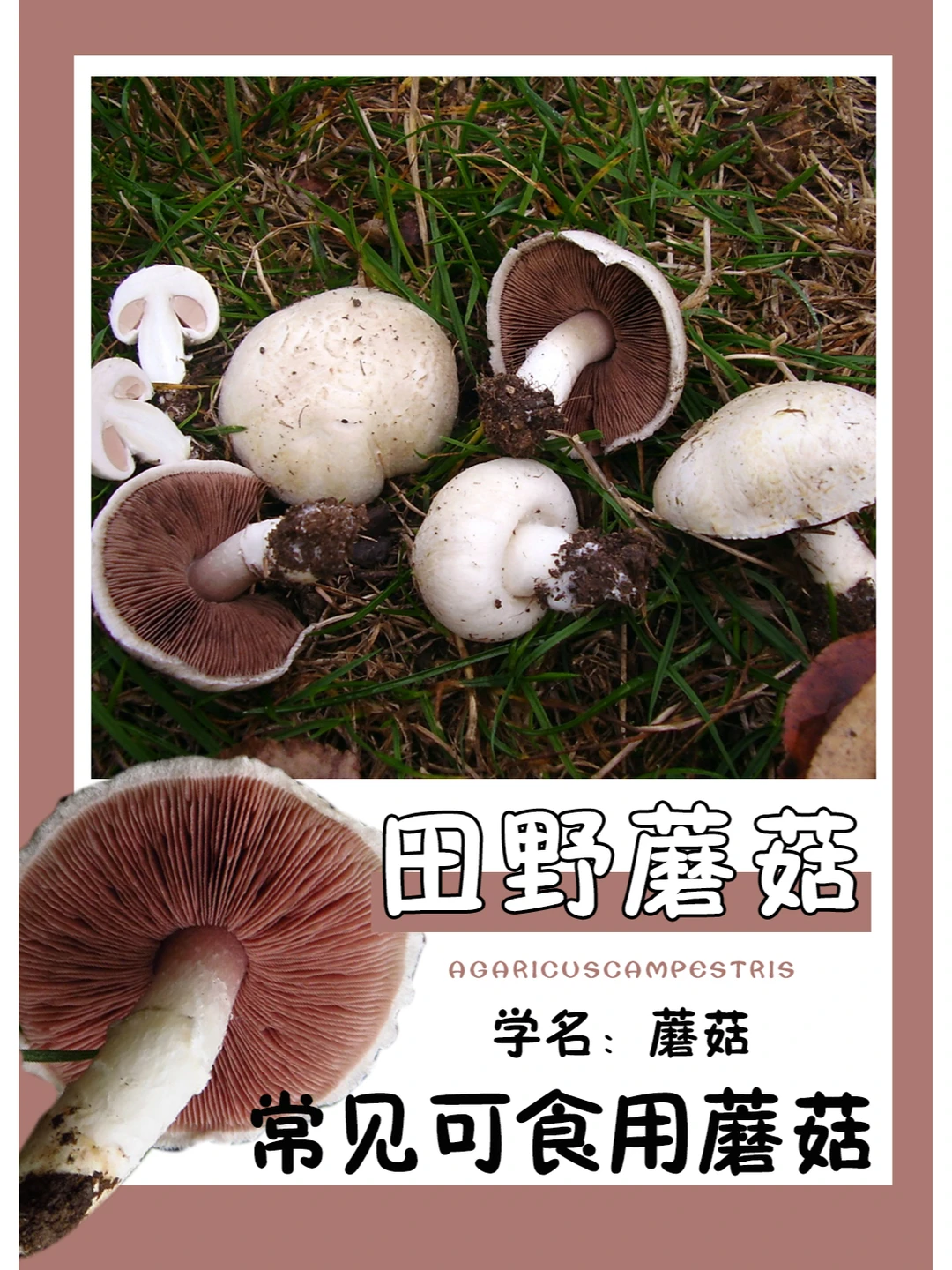 据说很常见，好想尝一尝