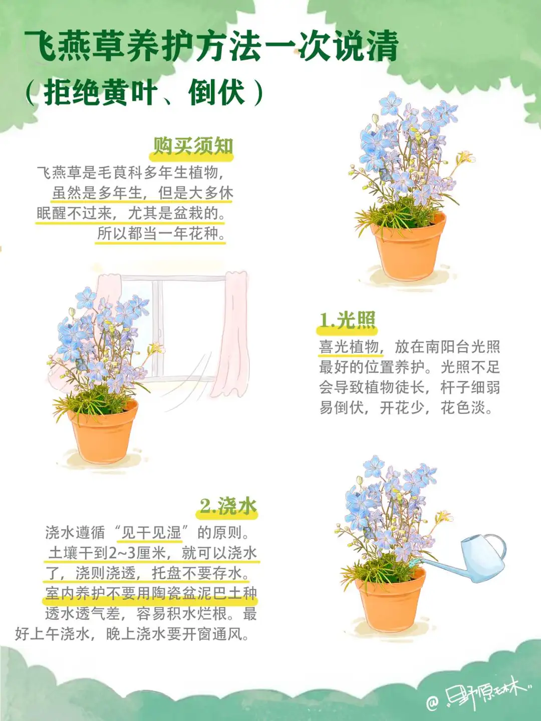 飞燕草养护方法一次说清