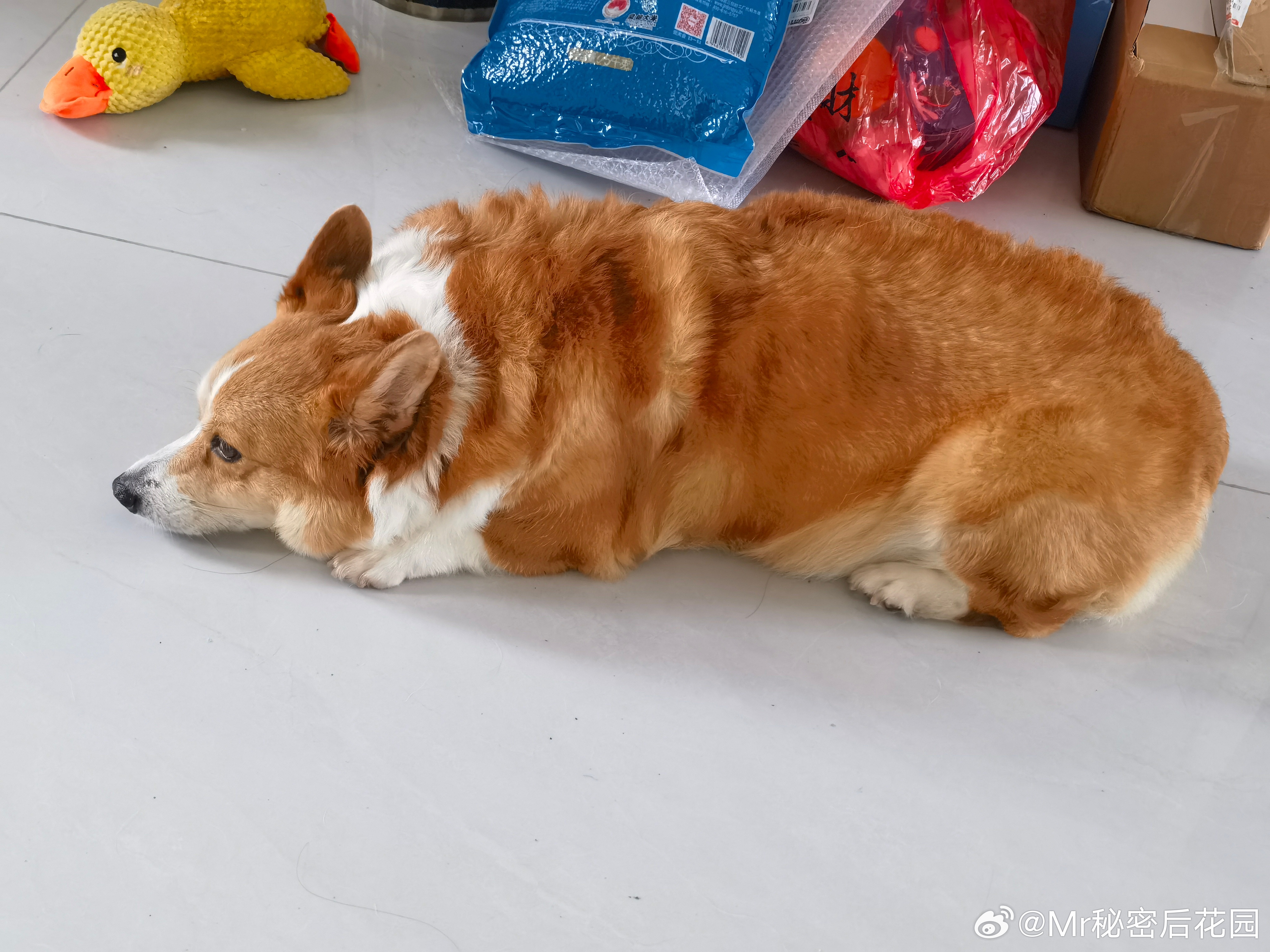 不就是提早一天给你送去奶奶家了嘛，早上又给我整这，给谁看呐？你要知道你已经是8岁老人了，别给我耍小孩子脾气，OK？ ​​​