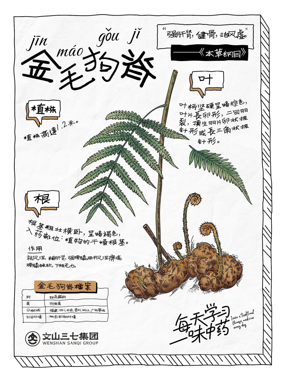 👉🏻每天学习一味中药｜金毛狗脊