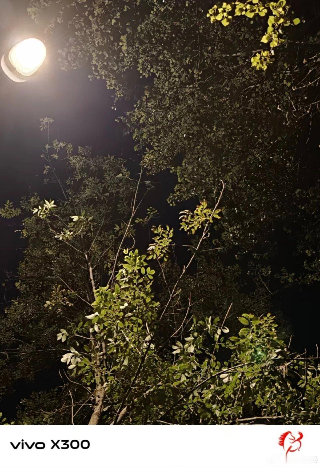 #vivo[超话]##vivo超话# 夜晚抬头看路灯下的树叶，夜色裹着细碎的绿意，安静又治愈，慢慢享受独处的时刻。 ​