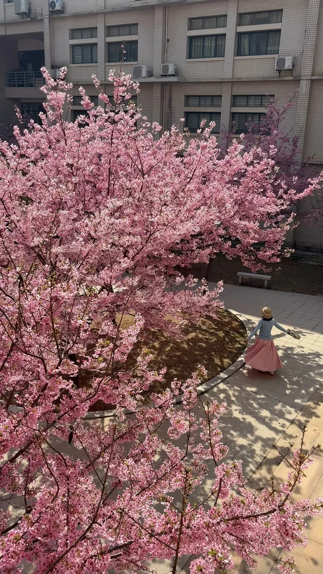 3.12实拍❗️不用挤东湖，这里樱花美成日漫