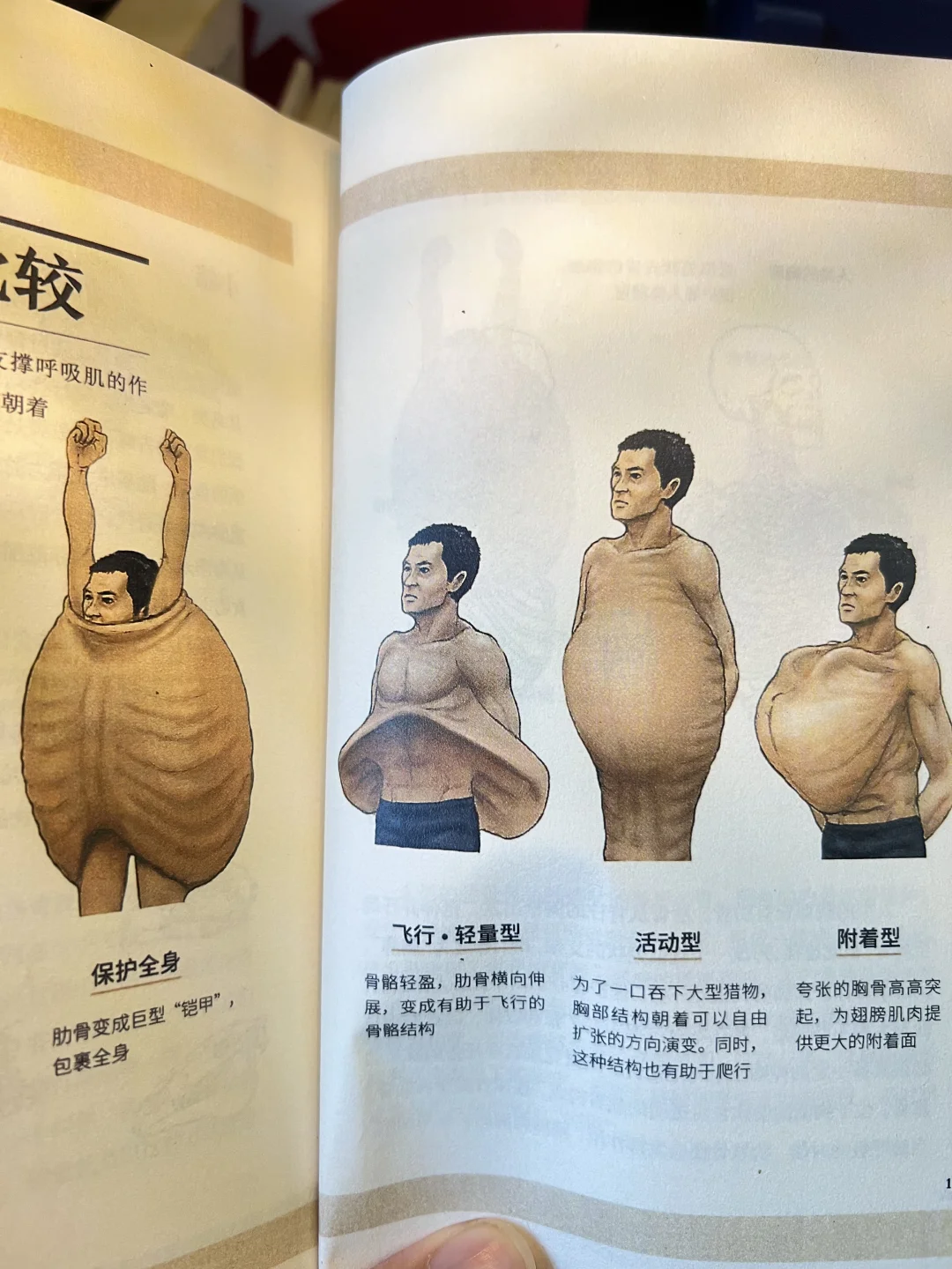 一本动物骨骼的科普！那么直接的吗？😱