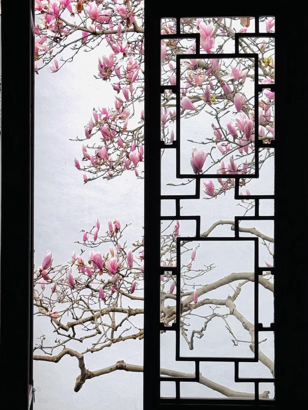 3.15实拍live🌸苏州耦园玉兰花窗封神！！！！