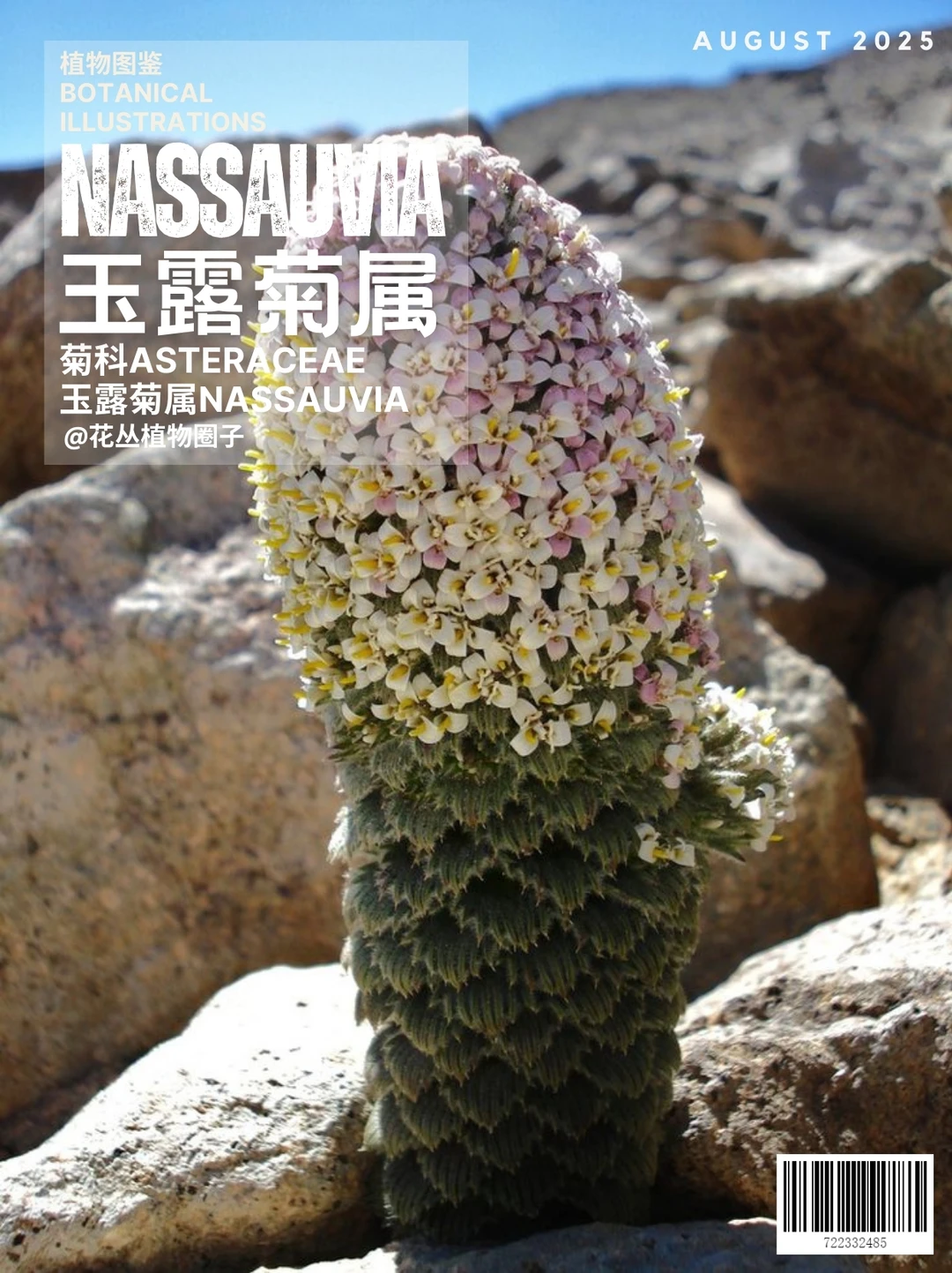 玉露菊属Nassauvia
