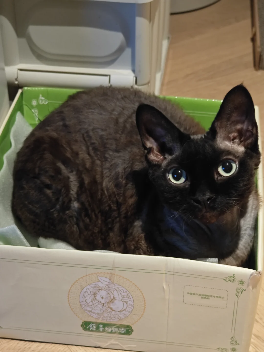 为什么小猫喜欢钻纸箱🐱