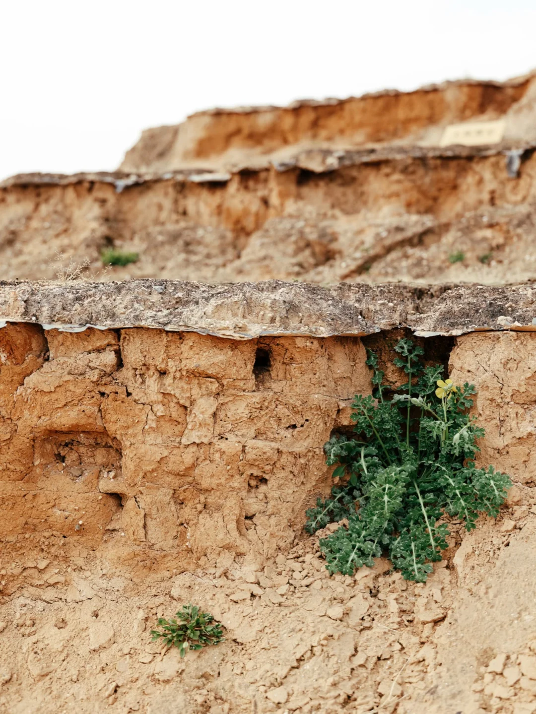 真想有一双穿越的眼睛，去看永宁寺塔的模样