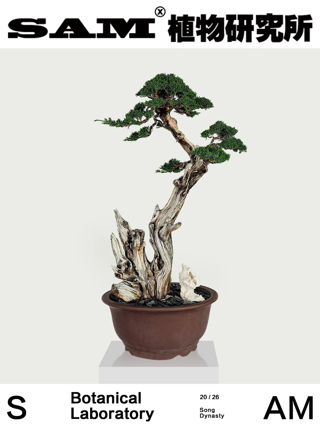 纪州真柏｜Juniperus Chinensis