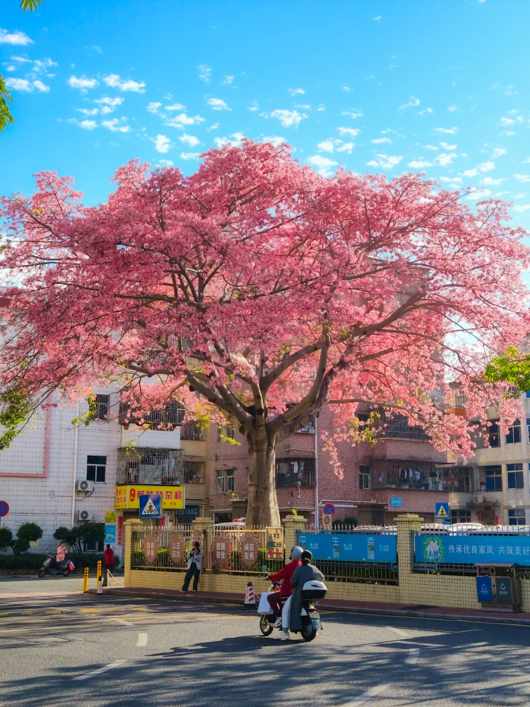 这满树繁花🌸能让你驻足停留3秒吗