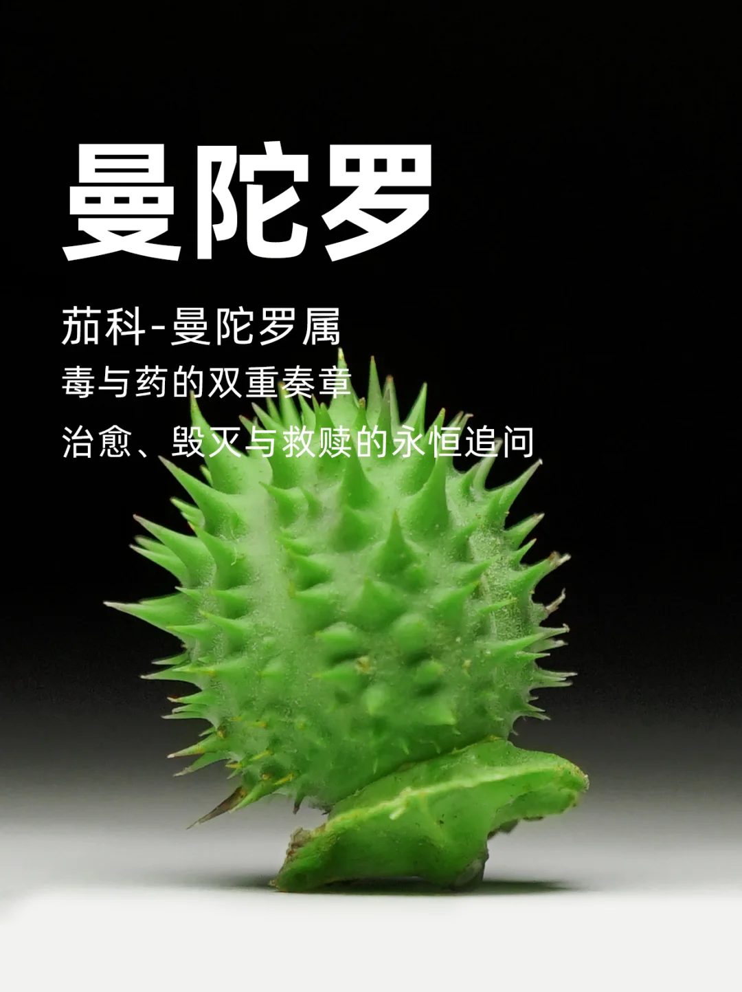 曼陀罗：毒与药的双重奏章