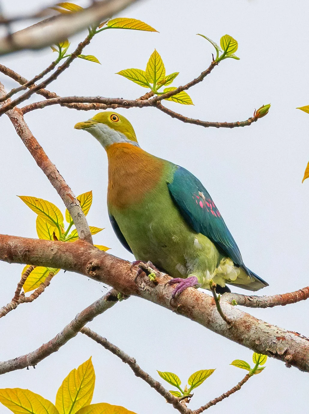 这鸽子身上有漂亮的粉色绣花：粉斑果鸠