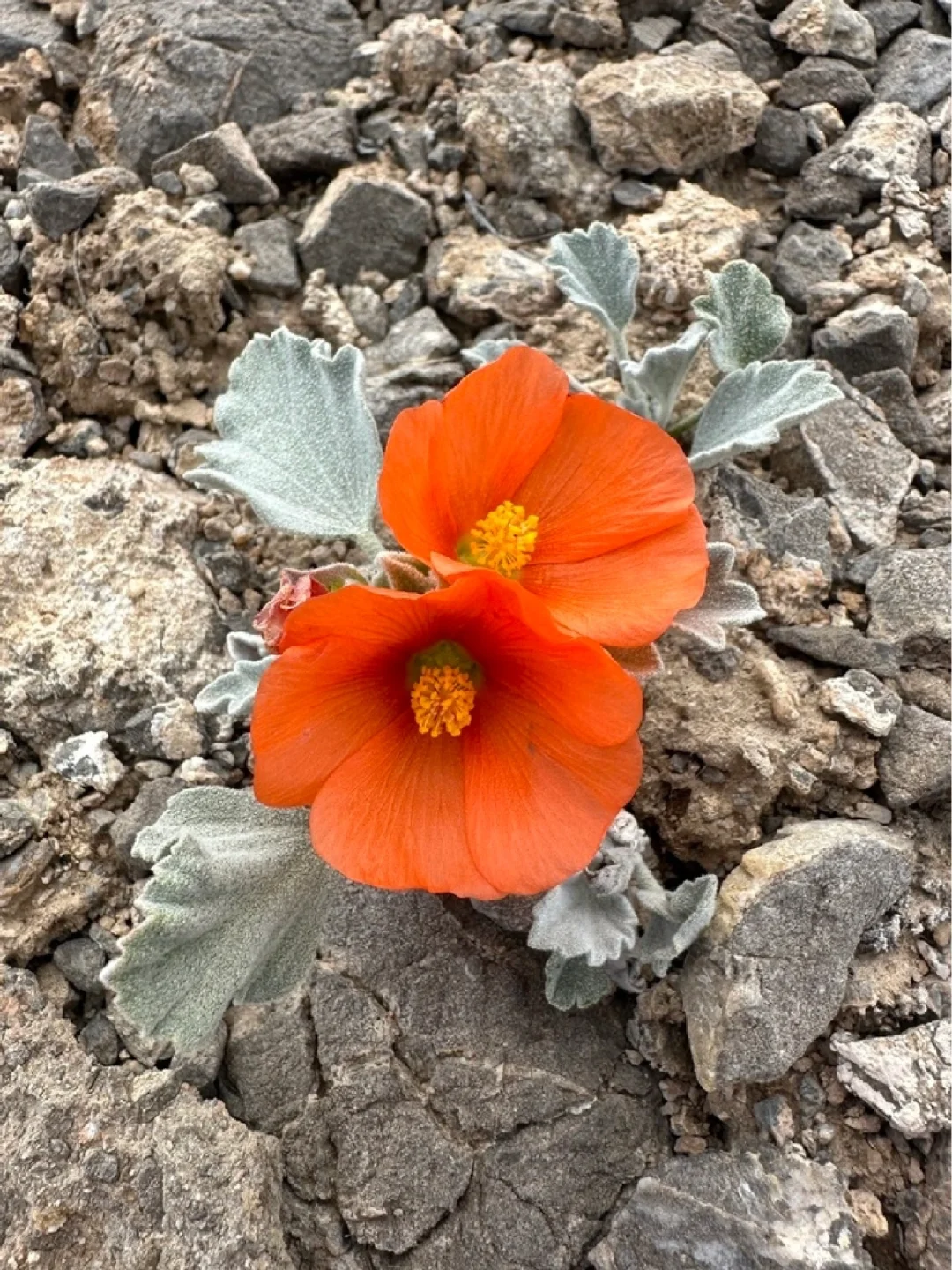 沙漠球葵 Sphaeralcea caespitosa