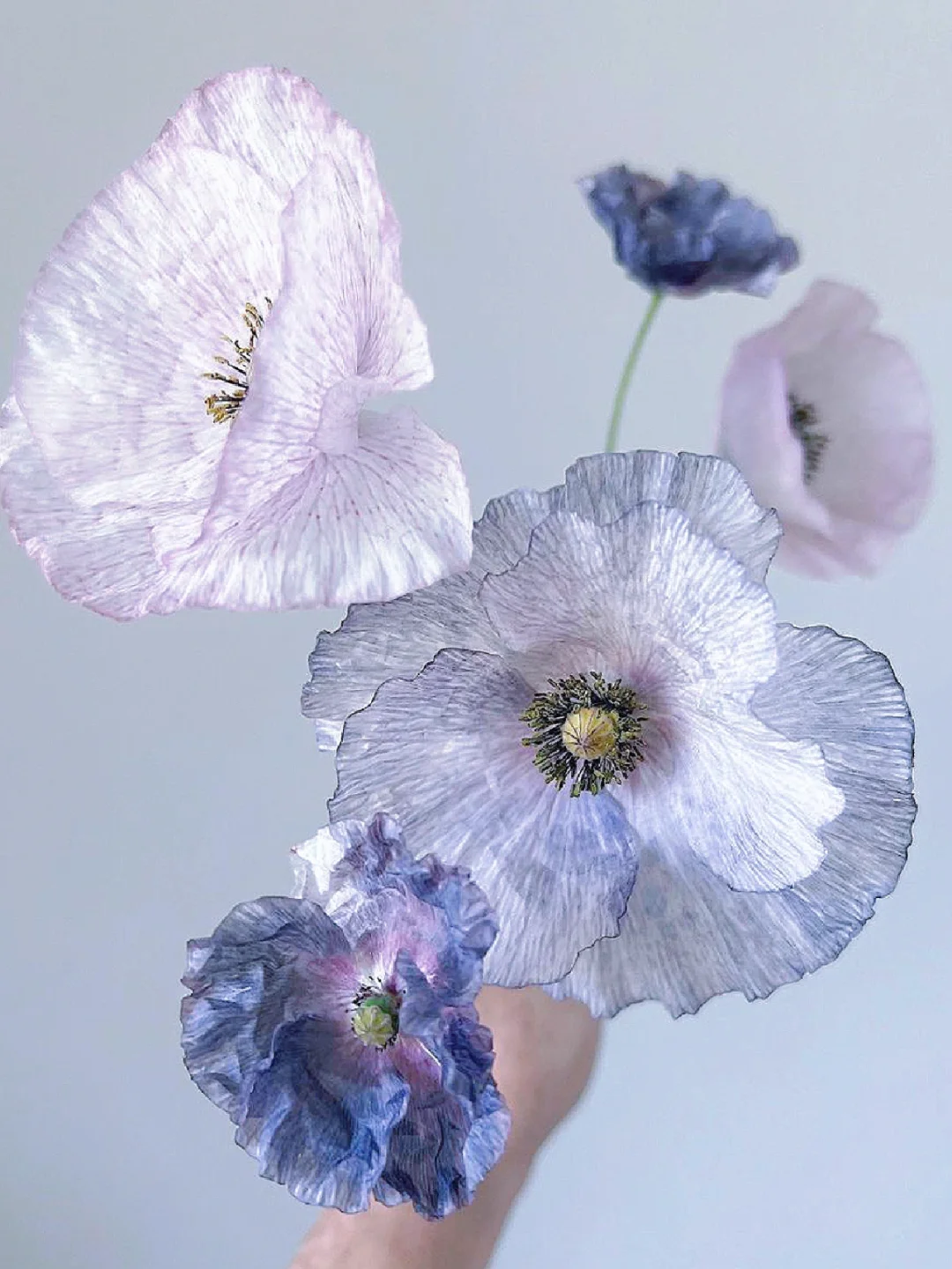 带你每天认识一种花材199｜虞美人“惊叹灰”