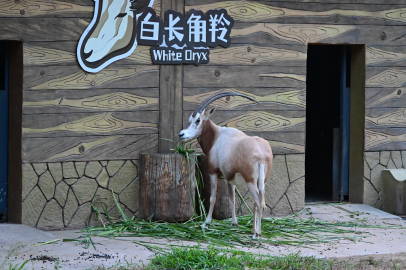 广州动物园。