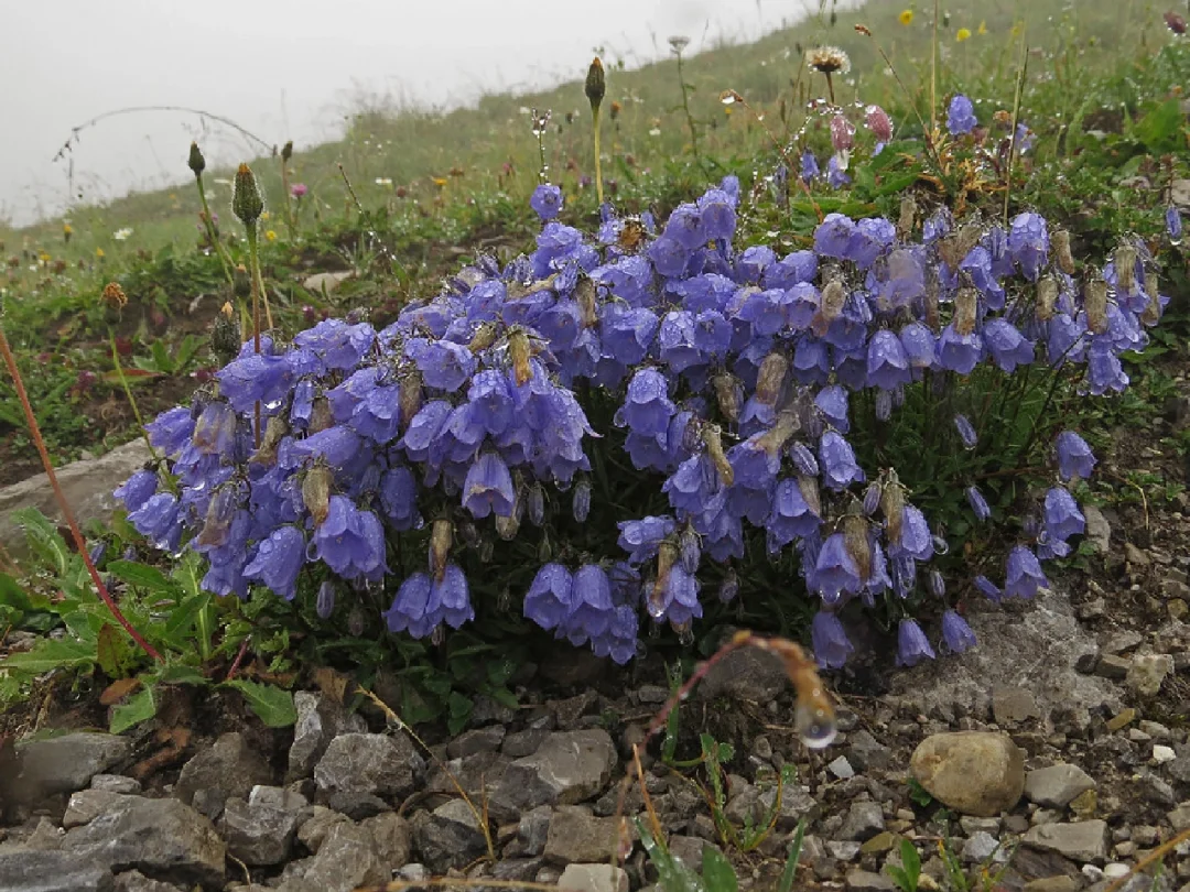 风铃草Campanula barbata