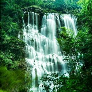 聪颖小猫苏热度