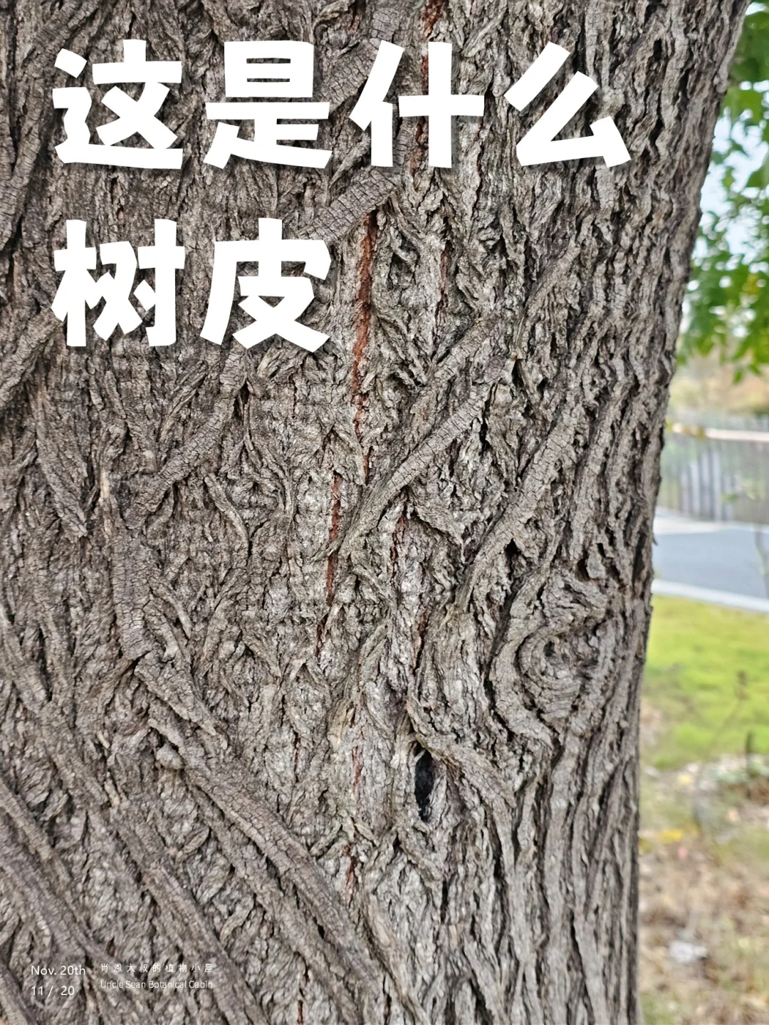 今天遇到一棵树皮长得像数学作业的树：楝