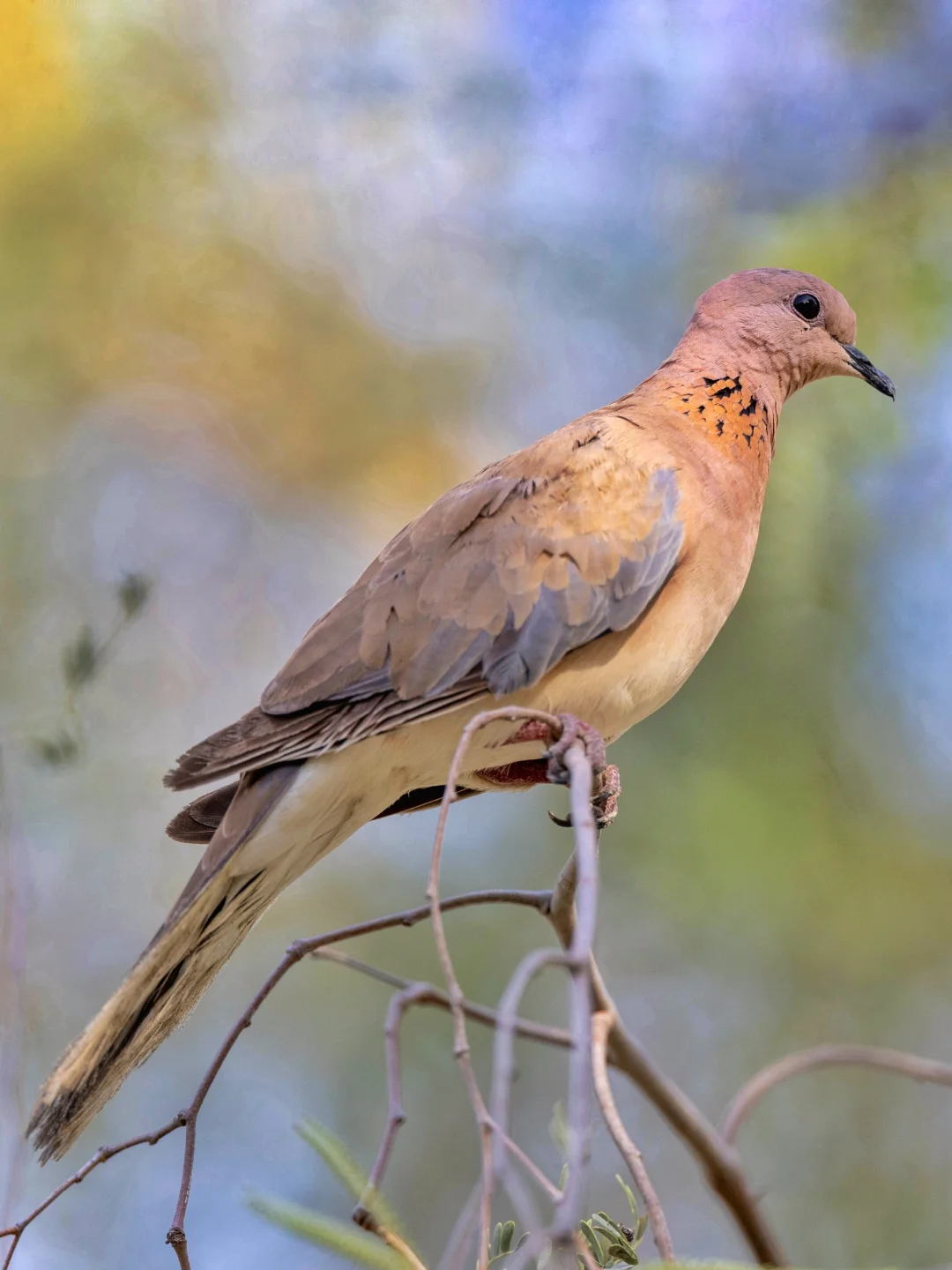 我国稀有的棕斑鸠在阳光下确实漂亮