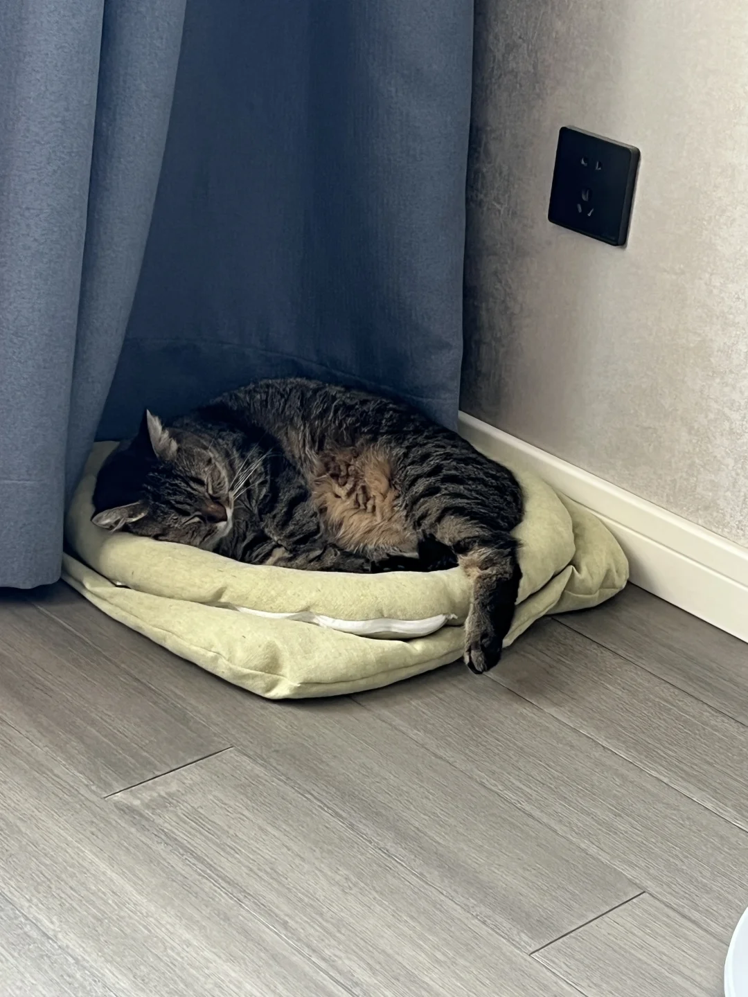 天冷了，我做的猫窝又被宠幸了