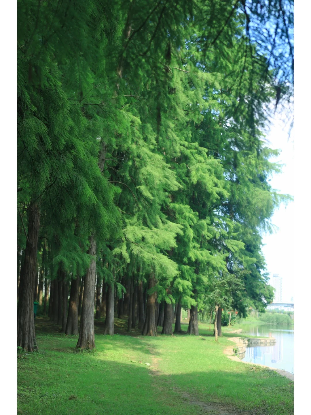 武汉适合一个人闲逛的9个冷门公园/太治愈