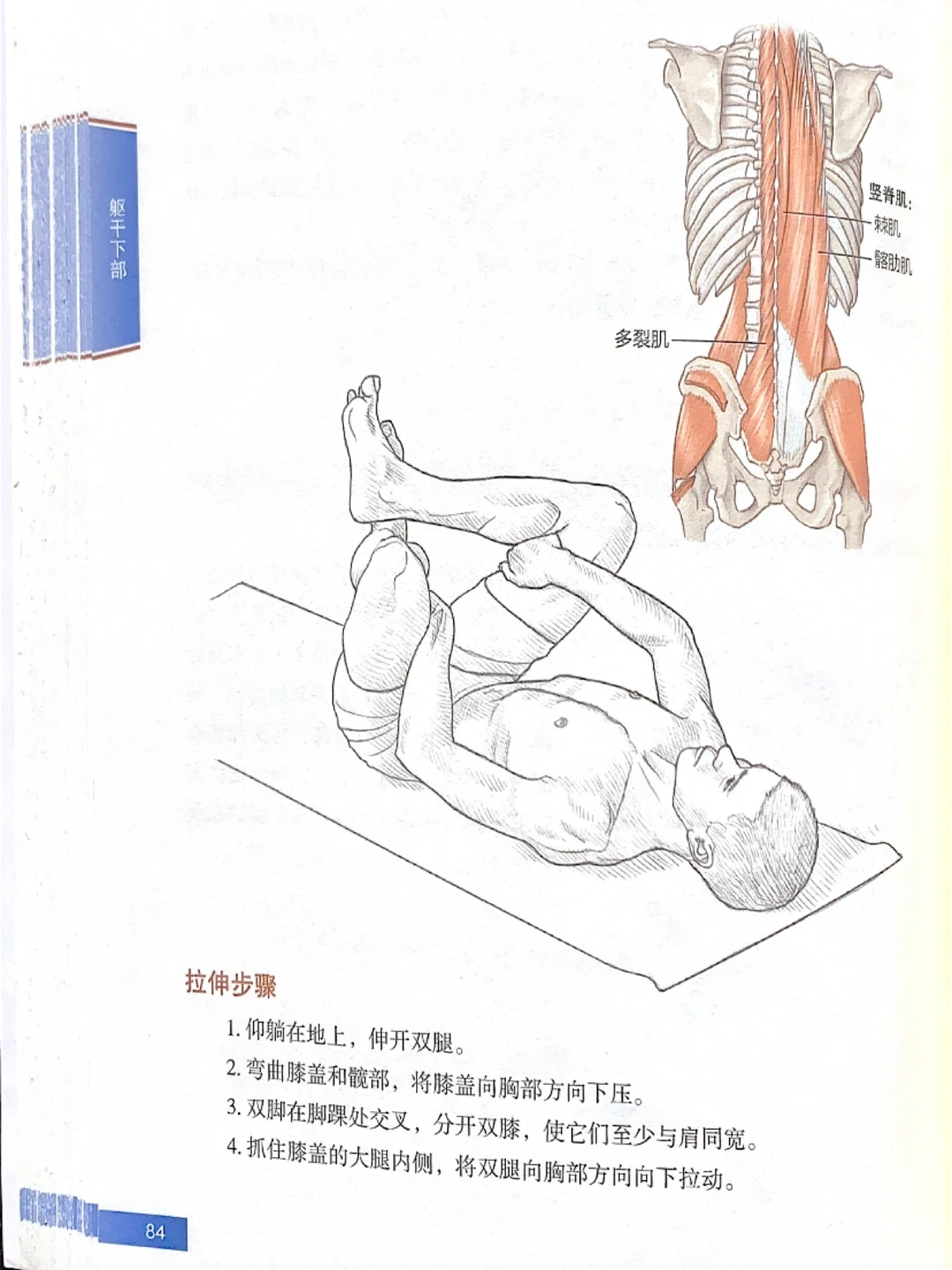 久坐必拉伸的肌肉｜拉伸运动训练