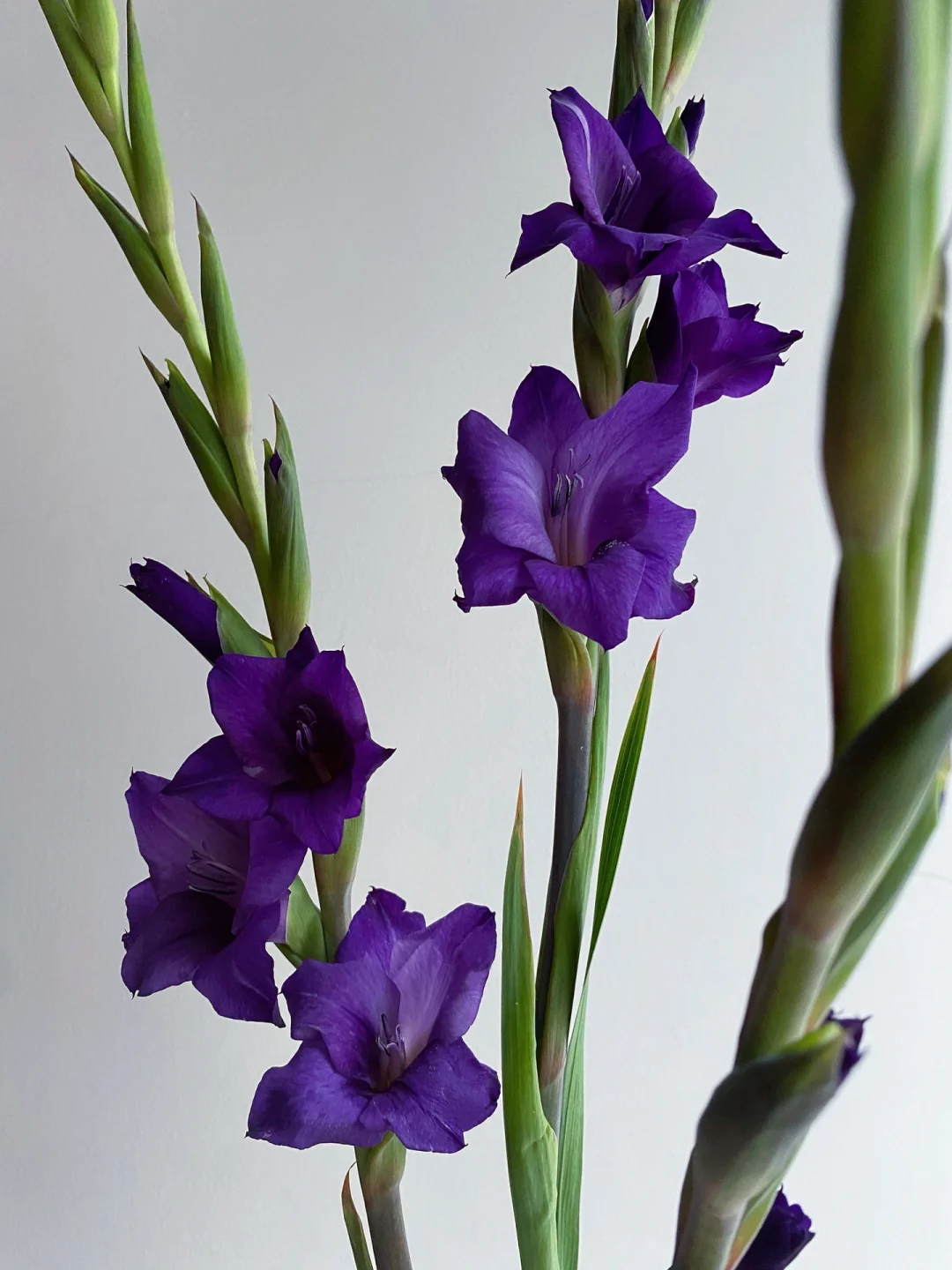 带你每天认识一种花材196｜“紫色植物群”