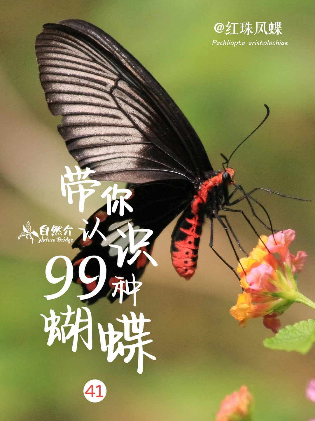 带你认识99种蝴蝶