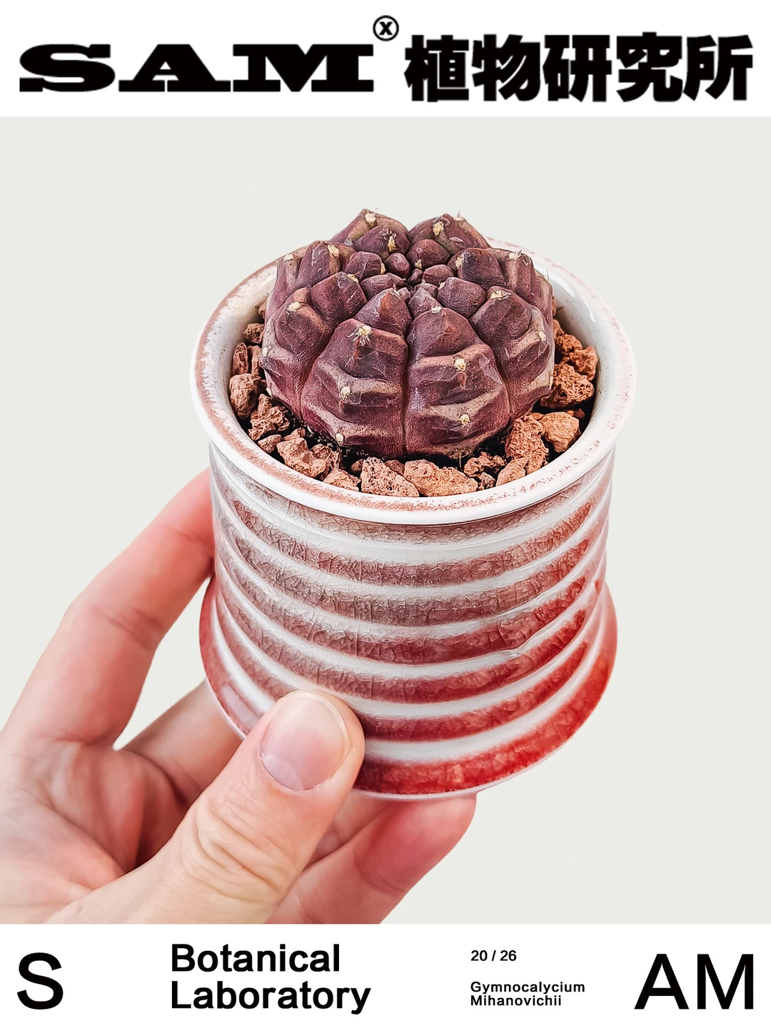 梦想｜Gymnocalycium 'Day Dream'